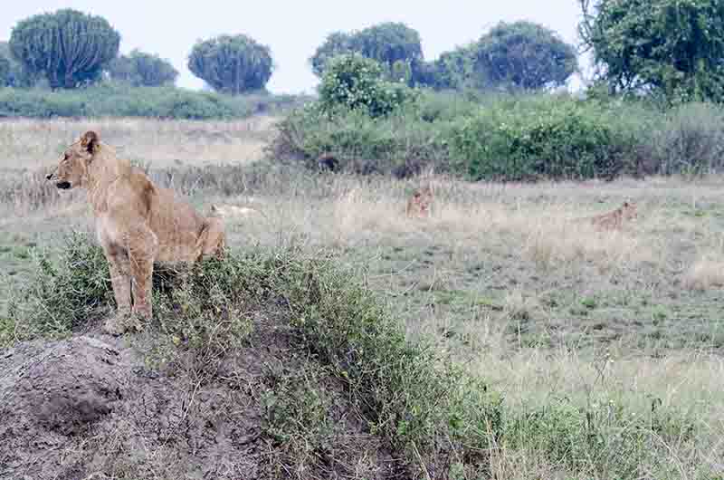 10 - Leones - parque nacional Queen Elizabeth - Uganda